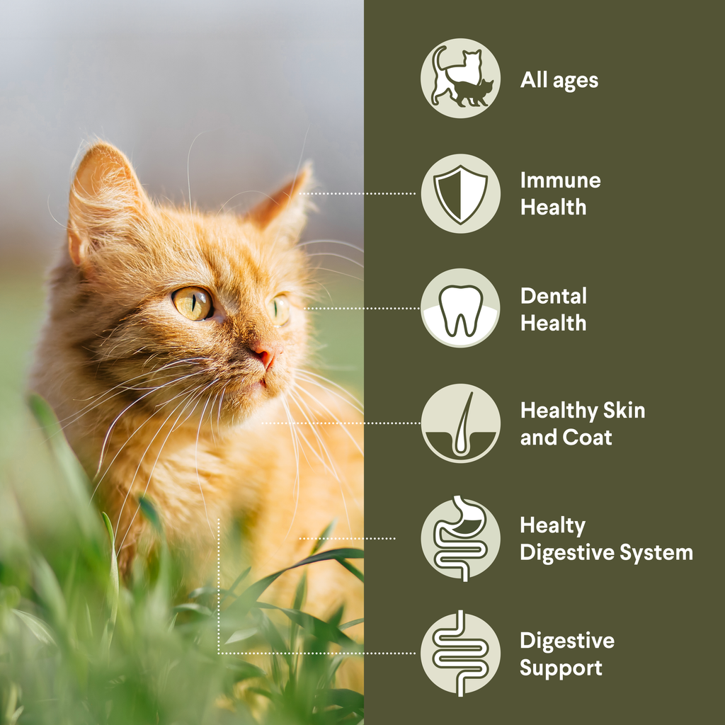 Advance Multi Cat Chicken And Ocean Fish All Lifestages Dry Cat Food
