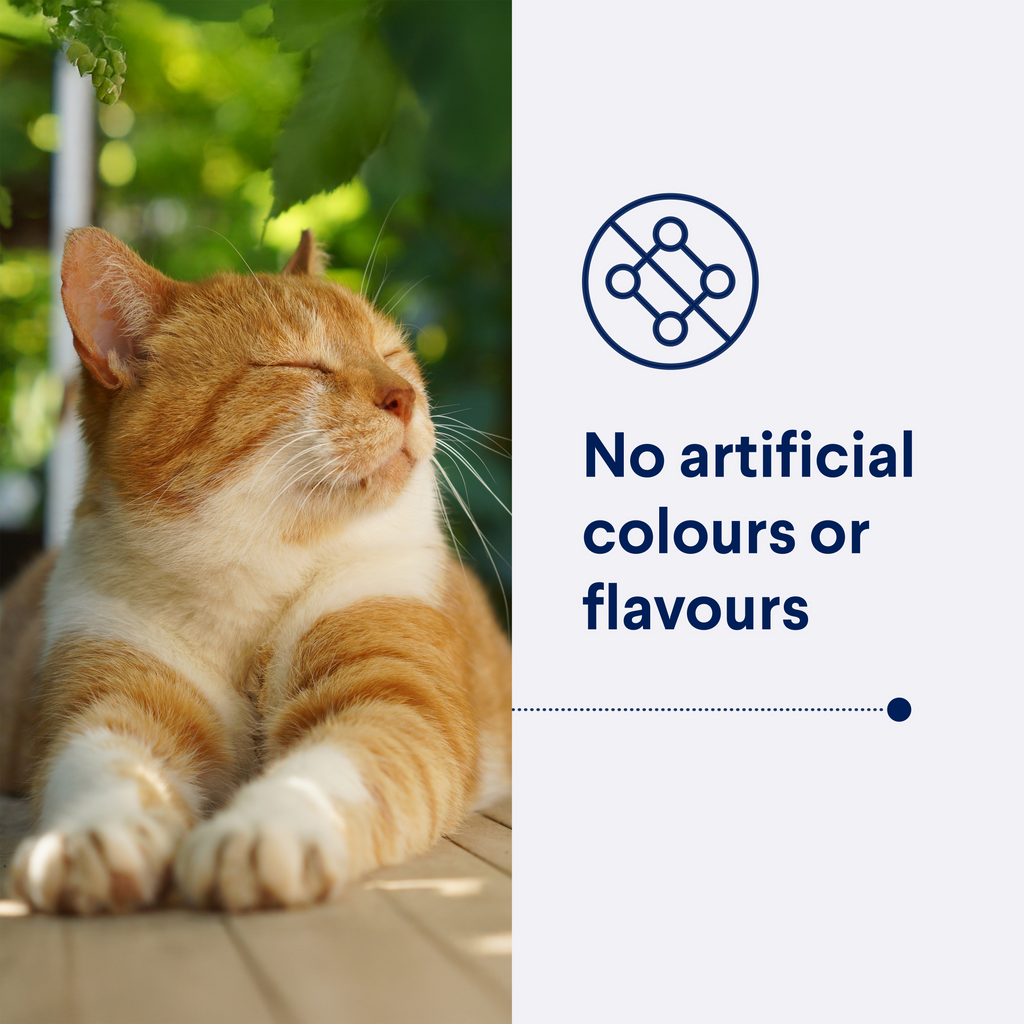 Advance Multi Cat Chicken And Ocean Fish All Lifestages Dry Cat Food
