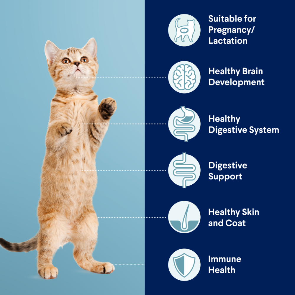 Advance Kitten Chicken Dry Cat Food