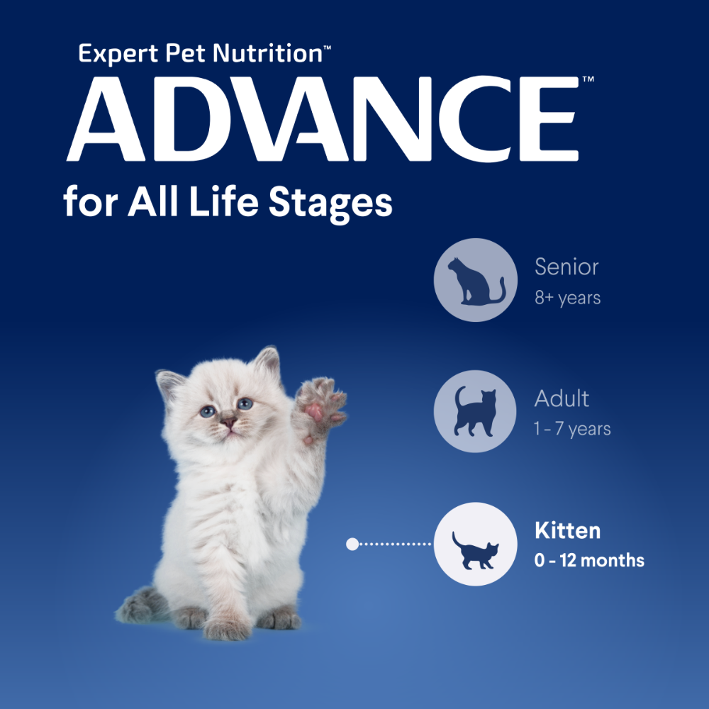 Advance Kitten Chicken Dry Cat Food