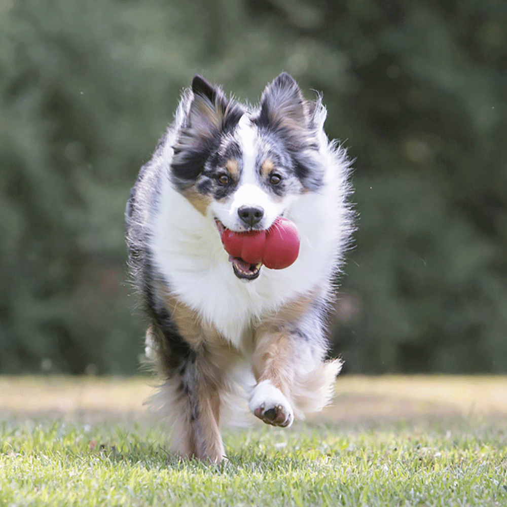 Kong Classic Dog Toy Red