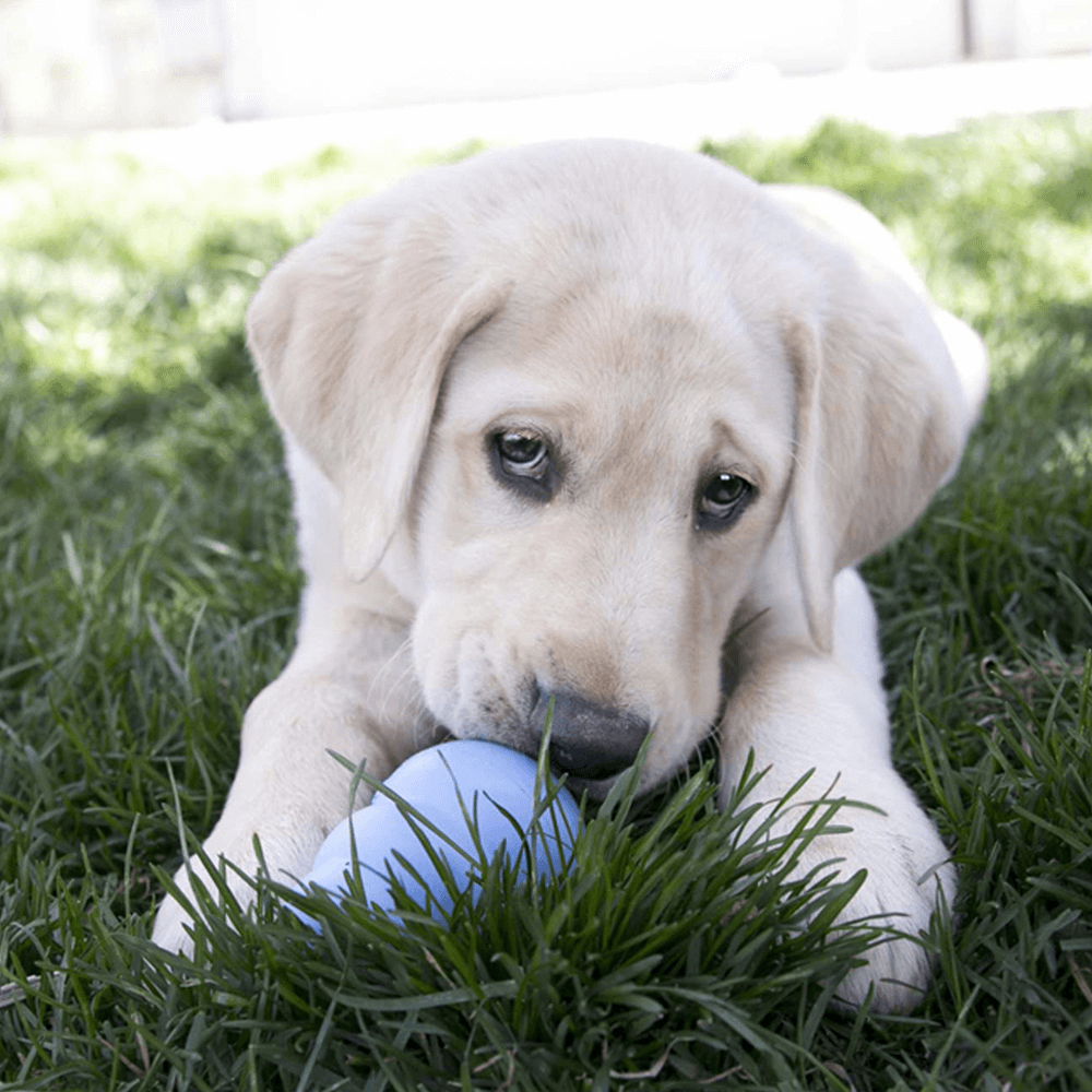 Kong Toy Puppy