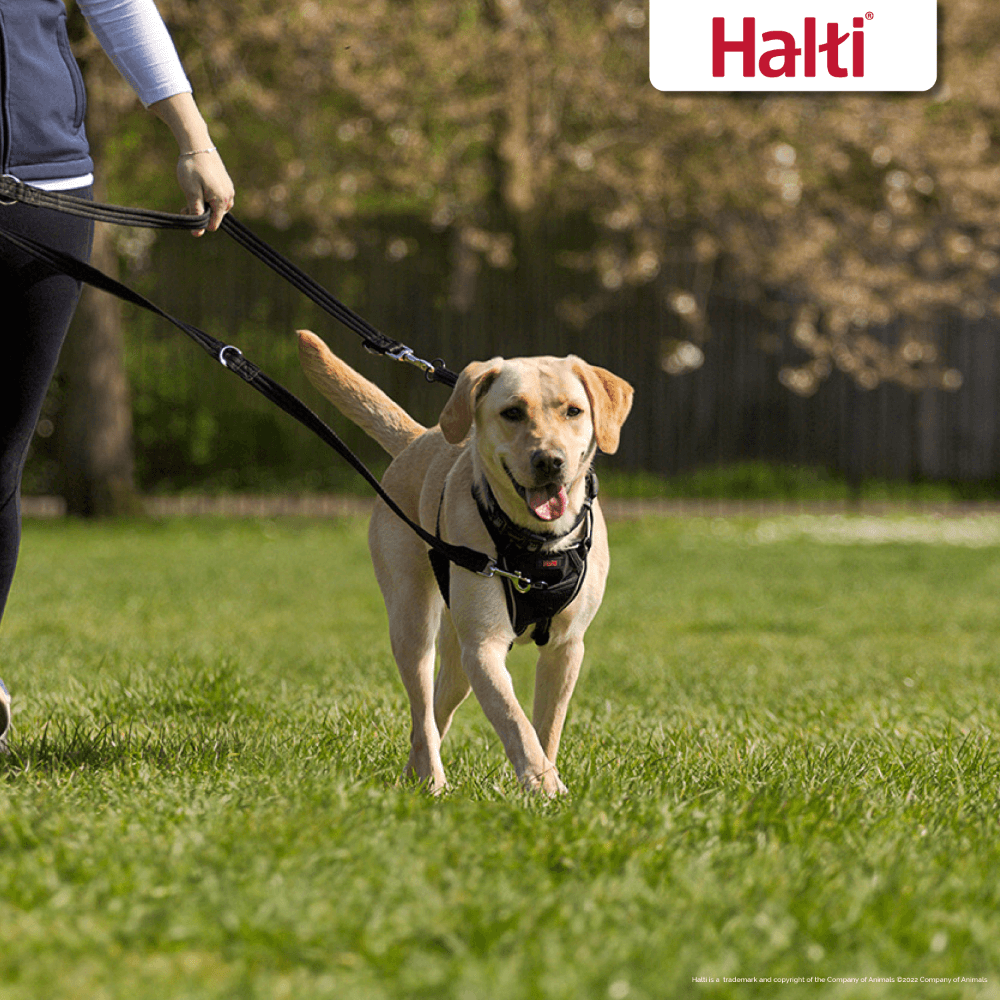 Halti Multi Function Dog Training Lead in Black