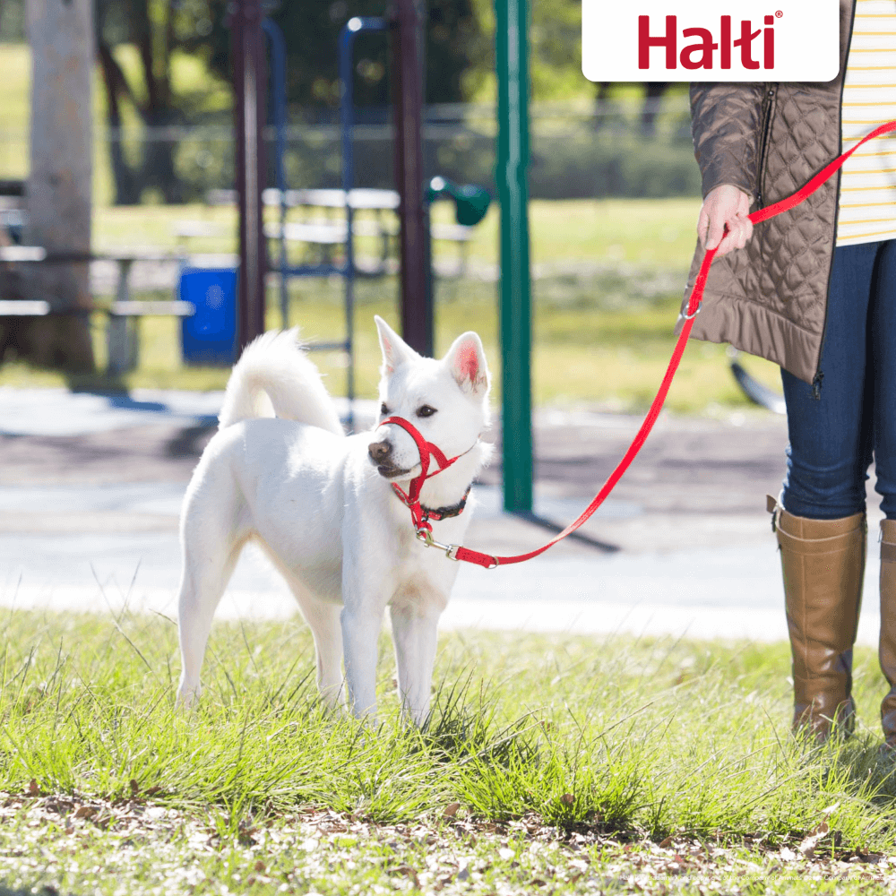Halti Multi Function Dog Training Lead in Red