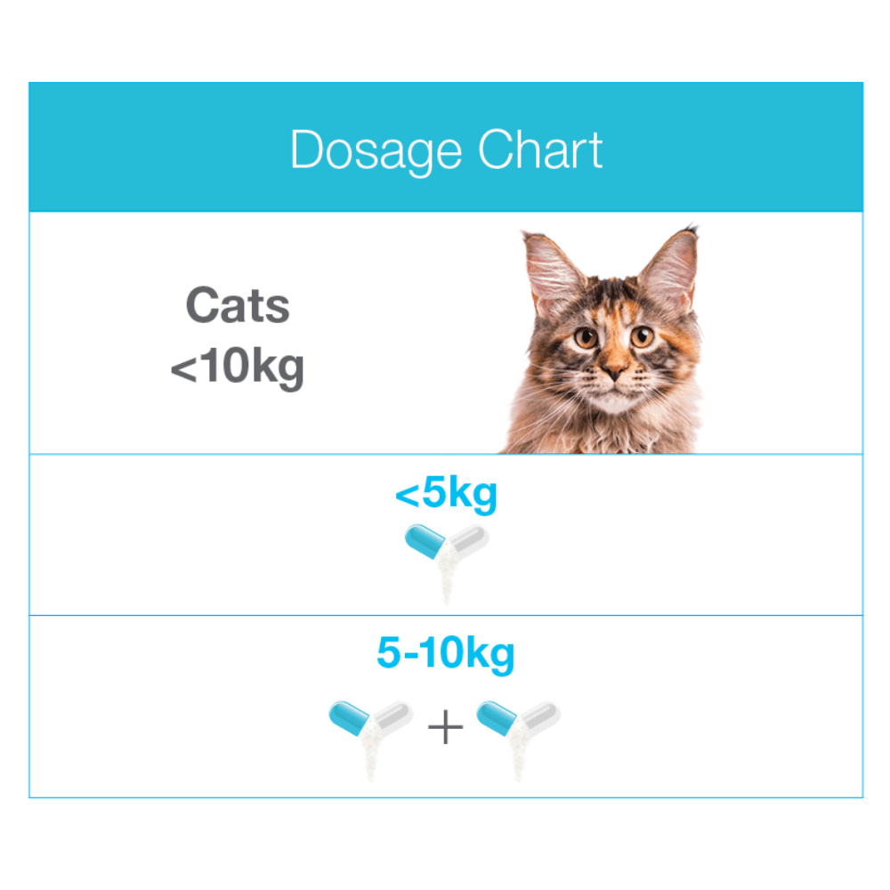 Zylkene 75mg calming supplement for small dogs and cats